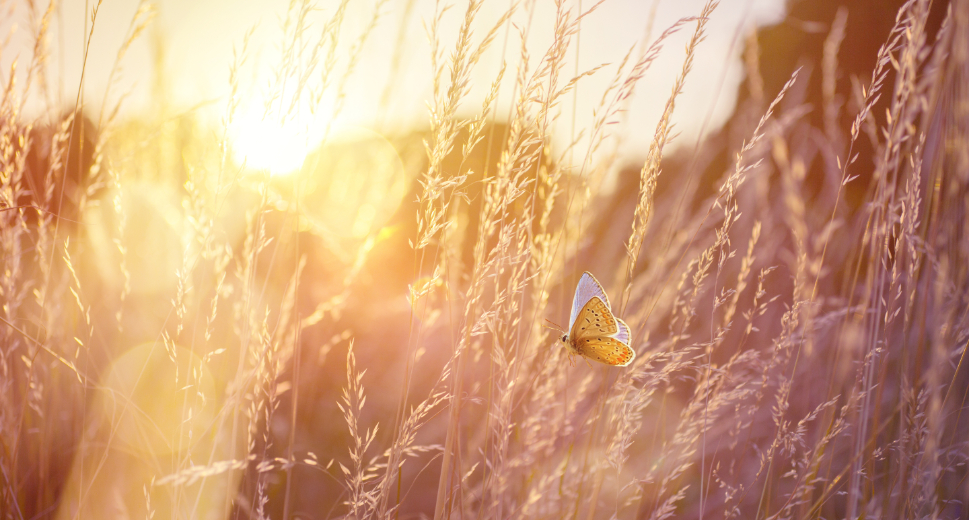 At Grandview for Good, we are committed to walking alongside you on your healing journey. Our licensed clinicians use proven therapy techniques tailored to age, trauma type, and individual needs to help you transform your life.